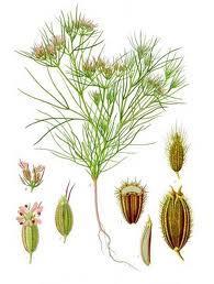 cominomedicinal Cómo usar el comino con fines medicinales