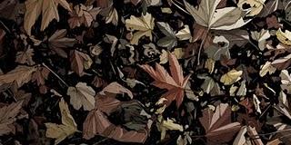 Cicatrices & Absoluto