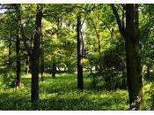 Árboles gallegos vecinos amigos convertidos pasajeros tren ¿cuál será destino?