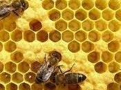Própolis: Fuente antioxidantes