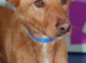 Hermes recuperado sigue esperando manada humana