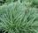 Carex