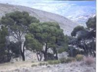 Los Órganos de Despeñaperros y Pinar de Cánavas