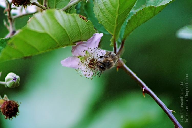Una abeja obrera trabajando sobre una flor en una planta con espinas en algún lugar de Zamora