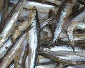 Bocarte y otros nombres