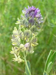 alfalfaa Beneficios de la alfalfa