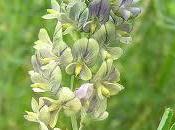 Beneficios alfalfa