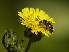 Alergia a las picaduras de abejas y avispas