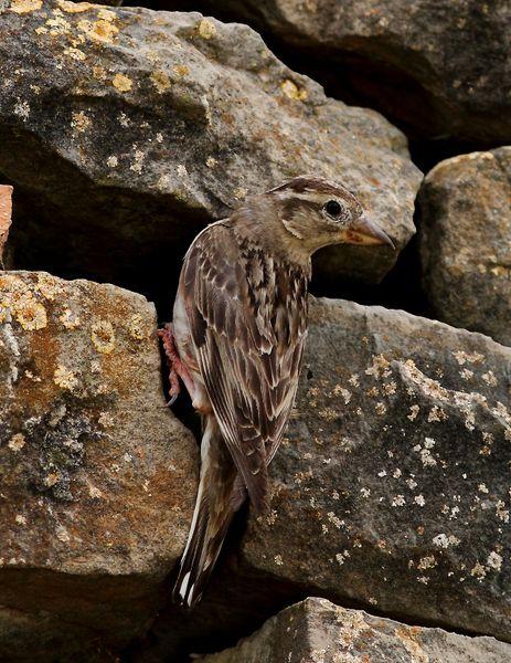 GORRIÓN CHILLÓN-PETRONIA PETRONIA-ROCK SPARROW/OROPÉNDOLA-ORIOLUS ORIOLUS-GOLDEN ORIOLE