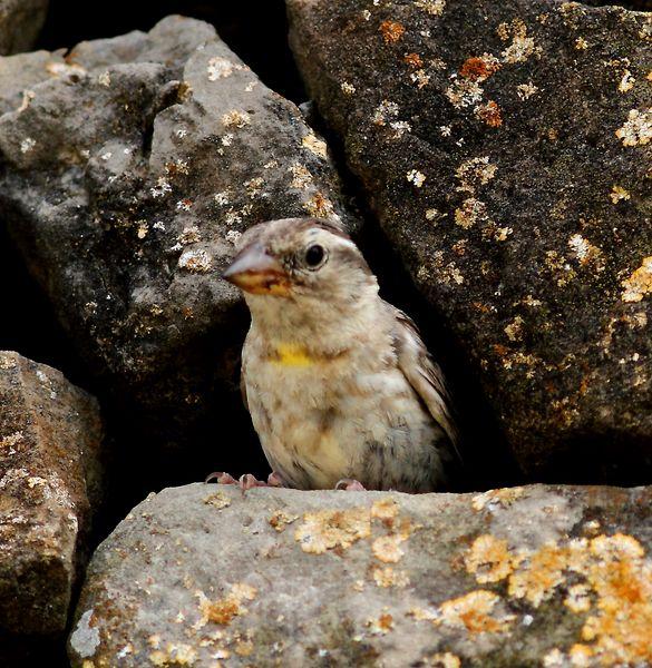 GORRIÓN CHILLÓN-PETRONIA PETRONIA-ROCK SPARROW/OROPÉNDOLA-ORIOLUS ORIOLUS-GOLDEN ORIOLE