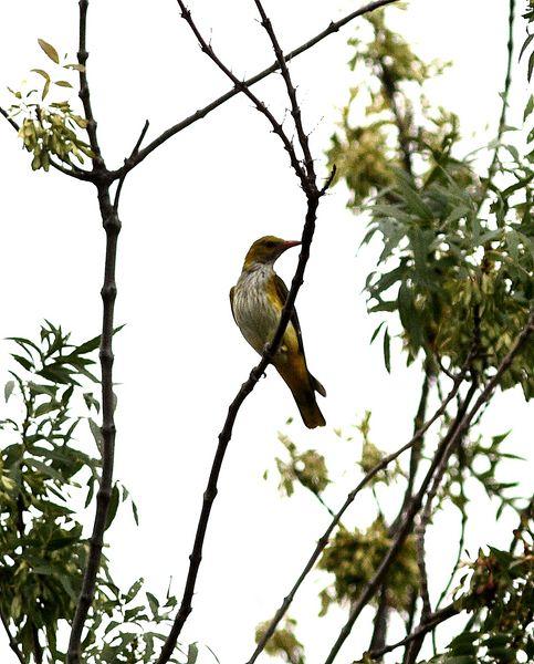 GORRIÓN CHILLÓN-PETRONIA PETRONIA-ROCK SPARROW/OROPÉNDOLA-ORIOLUS ORIOLUS-GOLDEN ORIOLE