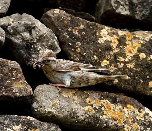 GORRIÓN CHILLÓN-PETRONIA PETRONIA-ROCK SPARROW/OROPÉNDOLA-ORIOLUS ORIOLUS-GOLDEN ORIOLE
