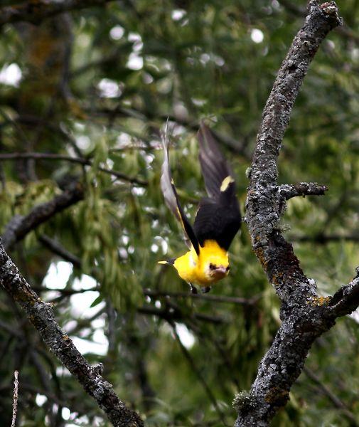 GORRIÓN CHILLÓN-PETRONIA PETRONIA-ROCK SPARROW/OROPÉNDOLA-ORIOLUS ORIOLUS-GOLDEN ORIOLE
