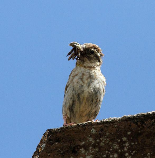 GORRIÓN CHILLÓN-PETRONIA PETRONIA-ROCK SPARROW/OROPÉNDOLA-ORIOLUS ORIOLUS-GOLDEN ORIOLE