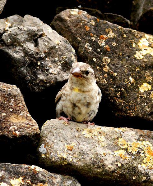 GORRIÓN CHILLÓN-PETRONIA PETRONIA-ROCK SPARROW/OROPÉNDOLA-ORIOLUS ORIOLUS-GOLDEN ORIOLE