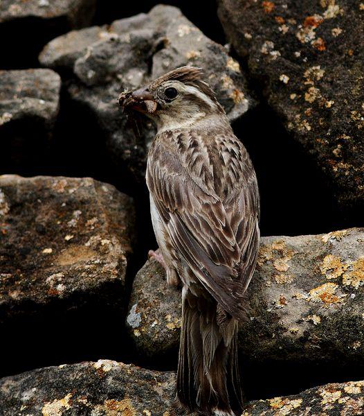 GORRIÓN CHILLÓN-PETRONIA PETRONIA-ROCK SPARROW/OROPÉNDOLA-ORIOLUS ORIOLUS-GOLDEN ORIOLE