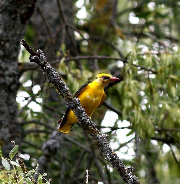 GORRIÓN CHILLÓN-PETRONIA PETRONIA-ROCK SPARROW/OROPÉNDOLA-ORIOLUS ORIOLUS-GOLDEN ORIOLE