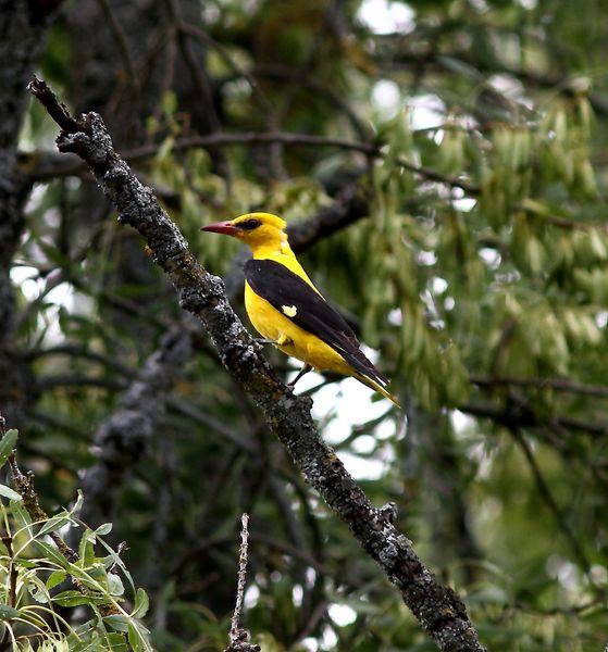 GORRIÓN CHILLÓN-PETRONIA PETRONIA-ROCK SPARROW/OROPÉNDOLA-ORIOLUS ORIOLUS-GOLDEN ORIOLE