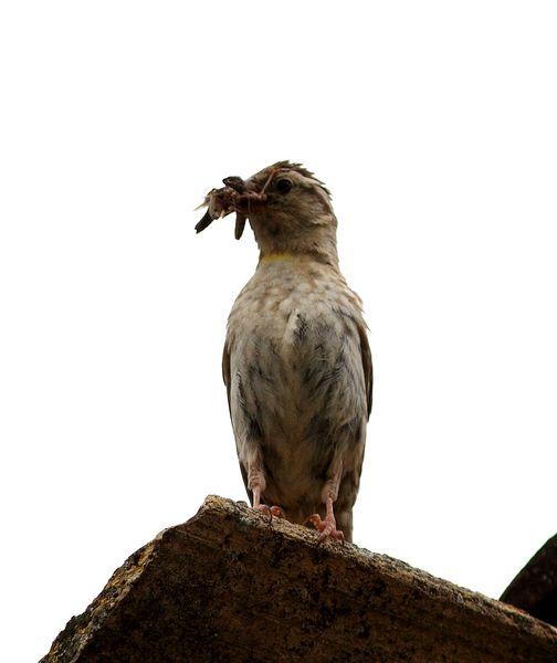 GORRIÓN CHILLÓN-PETRONIA PETRONIA-ROCK SPARROW/OROPÉNDOLA-ORIOLUS ORIOLUS-GOLDEN ORIOLE