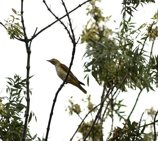 GORRIÓN CHILLÓN-PETRONIA PETRONIA-ROCK SPARROW/OROPÉNDOLA-ORIOLUS ORIOLUS-GOLDEN ORIOLE