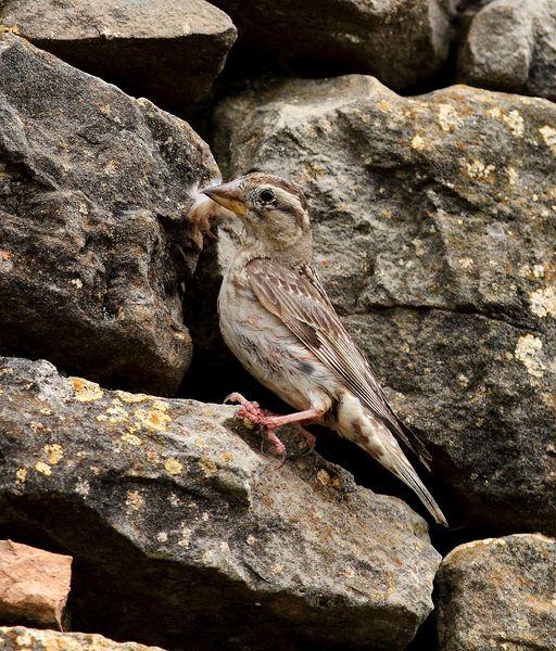 GORRIÓN CHILLÓN-PETRONIA PETRONIA-ROCK SPARROW/OROPÉNDOLA-ORIOLUS ORIOLUS-GOLDEN ORIOLE