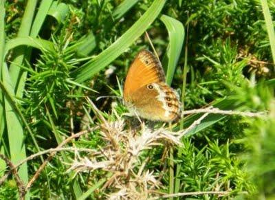 Ninfas de los prados (I)