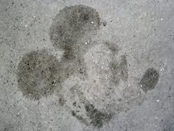 Serpientes de verano