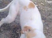 cachorras olivar. (Jaén).