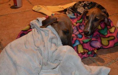 galguitos rescatados! Mama galga y galguitos bebes en los huesos!! ACTUALIZACIÓN..