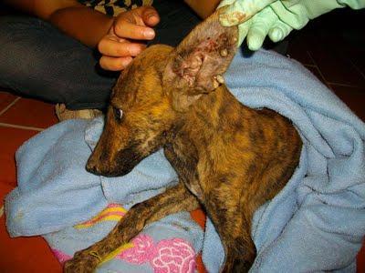 galguitos rescatados! Mama galga y galguitos bebes en los huesos!! ACTUALIZACIÓN..