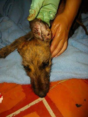 galguitos rescatados! Mama galga y galguitos bebes en los huesos!! ACTUALIZACIÓN..