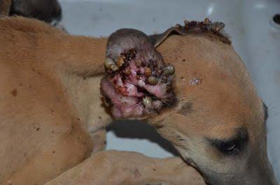 galguitos rescatados! Mama galga y galguitos bebes en los huesos!! ACTUALIZACIÓN..