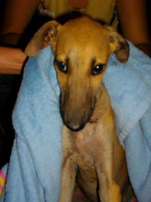 galguitos rescatados! Mama galga y galguitos bebes en los huesos!! ACTUALIZACIÓN..