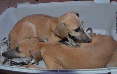 galguitos rescatados! Mama galga y galguitos bebes en los huesos!! ACTUALIZACIÓN..