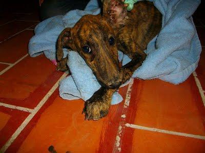 galguitos rescatados! Mama galga y galguitos bebes en los huesos!! ACTUALIZACIÓN..