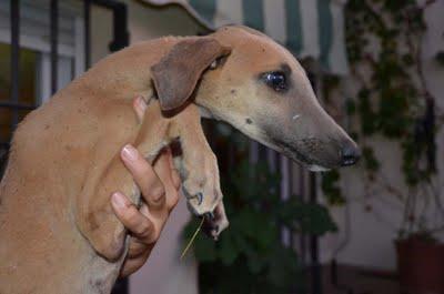 galguitos rescatados! Mama galga y galguitos bebes en los huesos!! ACTUALIZACIÓN..