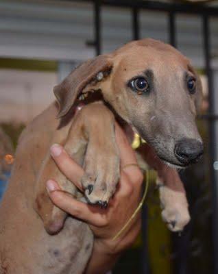 galguitos rescatados! Mama galga y galguitos bebes en los huesos!! ACTUALIZACIÓN..