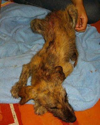 galguitos rescatados! Mama galga y galguitos bebes en los huesos!! ACTUALIZACIÓN..