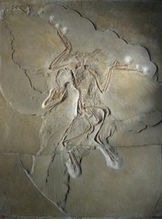 FAQ ¿Ha sido destronado el Archaeopteryx?