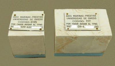 Mortalida masiva de aves marinas tras el accidente del Prestige