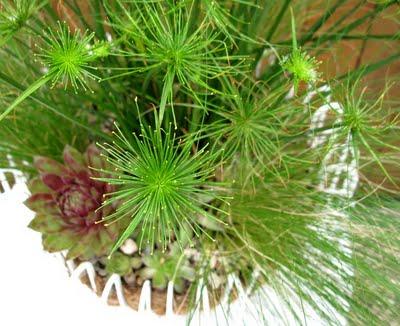 Ikea Hack: Frutero Tradig como macetero