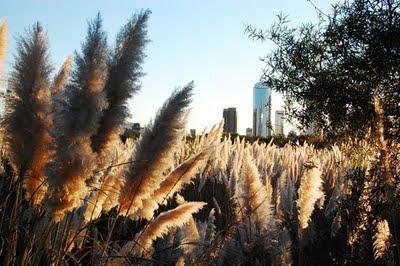 Ganadores del Concurso Mirando el Espacio Verde - Buenos Aires