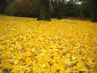 Ganadores del Concurso Mirando el Espacio Verde - Buenos Aires