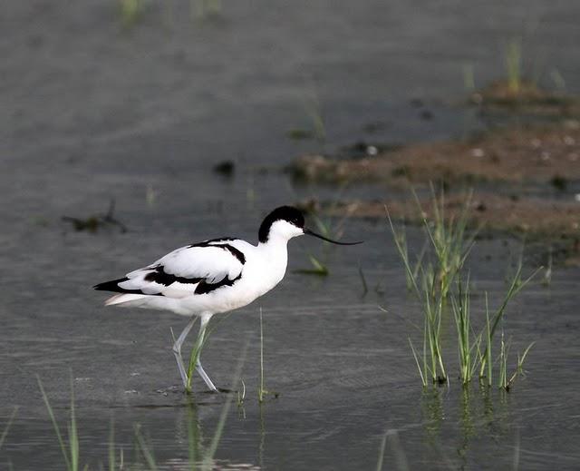 CIGÜEÑULAS Y AVOCETAS-AVOCET AND BLACK WINGED STILT(DELTA DEL EBRO JULIO 2011)