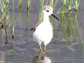 Cigüeñulas avocetas-avocet black winged stilt(delta ebro julio 2011)