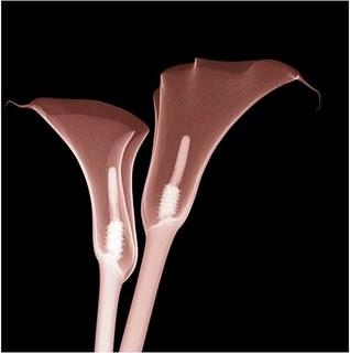 Flores a través de rayos X