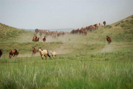 Los Dos Caballos de Genghis Khan, Mongolia 2009