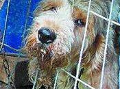 Rescatados once perros caza pésimas condiciones navarra