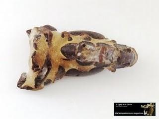 El valor de los fósiles: Arthropoda.