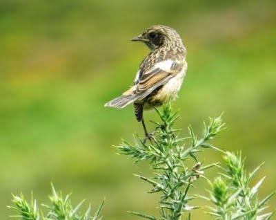 Tarabilla común juvenil